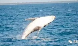 鲸鱼的叫声爆料视频,探寻海洋巨兽的神秘沟通之谜